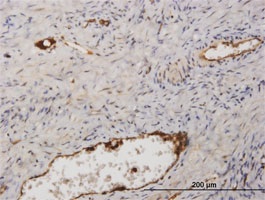 Immunohistochemistry (Formalin/PFA-fixed paraffin-embedded sections) - Anti-Fibrinogen Alpha Chain antibody (AB103648)