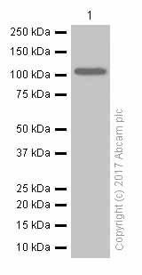 Western blot - Anti-Fibrinogen alpha chain antibody [EPR2918] (AB108616)
