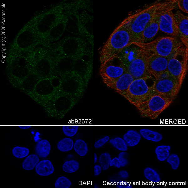 Immunocytochemistry/ Immunofluorescence - Anti-Fibrinogen alpha chain antibody [EPR2919] (AB92572)