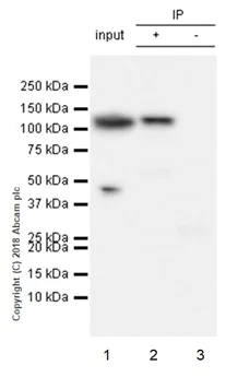 Immunoprecipitation - Anti-Fibrinogen alpha chain antibody [EPR2919] (AB92572)