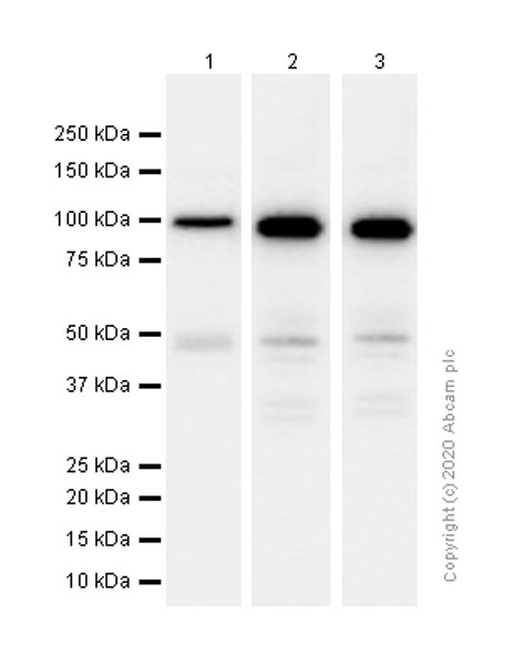 Western blot - Anti-Fibrinogen alpha chain antibody [EPR2919] (AB92572)