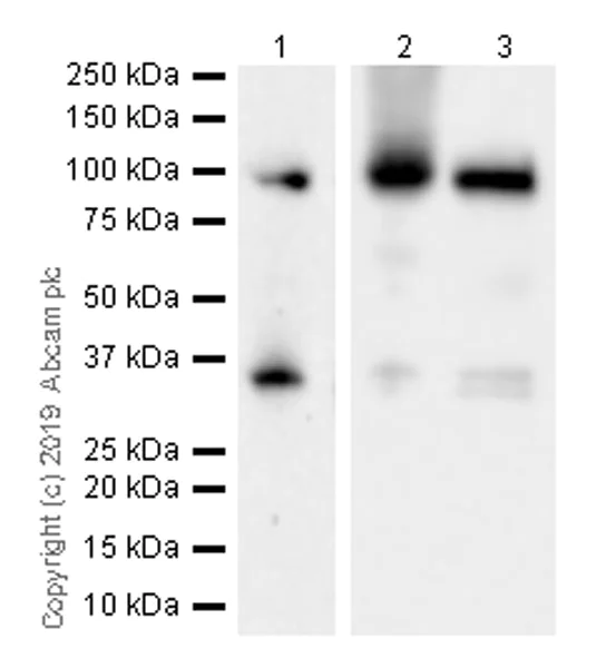 aminaseページ Anti-Sodium Potassium ATPase antibody [EP1845Y] - Mouse IgG1