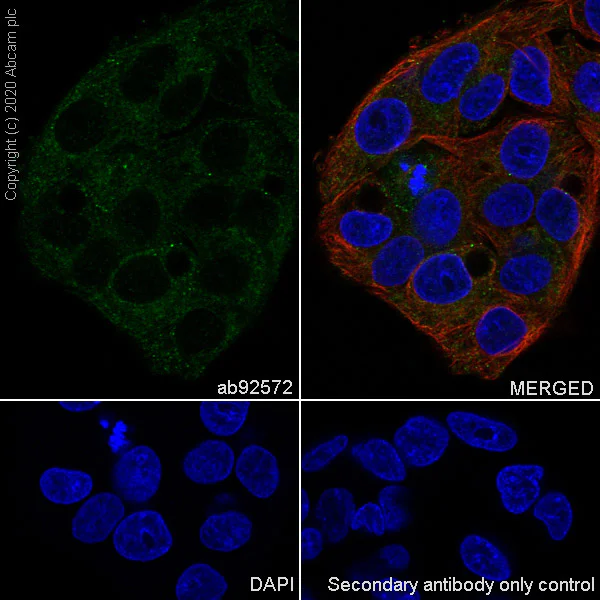 Immunocytochemistry/ Immunofluorescence - Anti-Fibrinogen alpha chain antibody [EPR2919] - BSA and Azide free (AB247586)