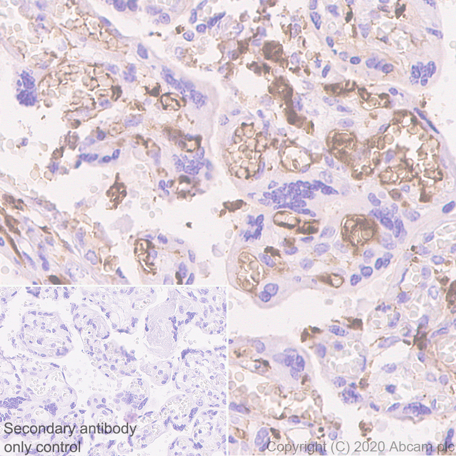 Immunohistochemistry (Formalin/PFA-fixed paraffin-embedded sections) - Anti-Fibrinogen alpha chain antibody [EPR2919] - BSA and Azide free (AB247586)