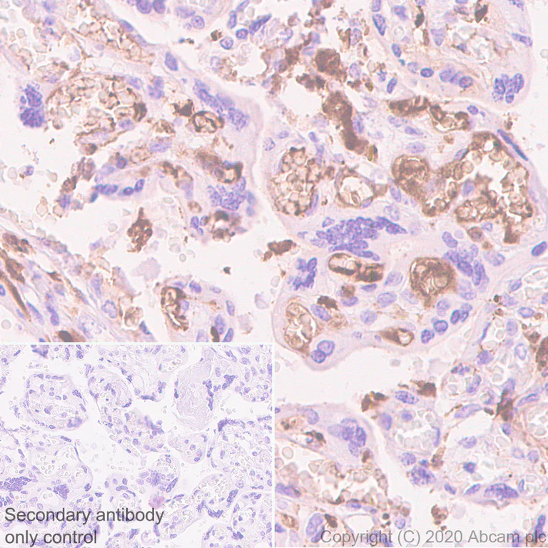 Immunohistochemistry (Formalin/PFA-fixed paraffin-embedded sections) - Anti-Fibrinogen alpha chain antibody [EPR2919] - BSA and Azide free (AB247586)