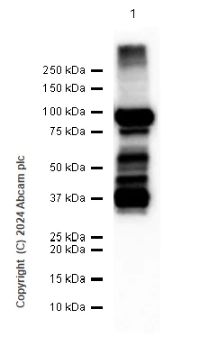 Western blot - Anti-Fibrinogen alpha chain antibody [EPR2919] - BSA and Azide free (AB247586)