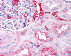 Immunohistochemistry (Formalin/PFA-fixed paraffin-embedded sections) - Anti-Fibrinogen antibody (AB118488), expandable thumbnail