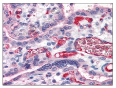 Immunohistochemistry (Formalin/PFA-fixed paraffin-embedded sections) - Anti-Fibrinogen antibody (AB118533), expandable thumbnail