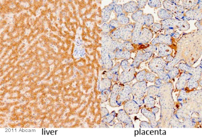 Immunohistochemistry (Formalin/PFA-fixed paraffin-embedded sections) - Anti-Fibrinogen antibody (AB34269)