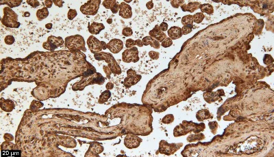 Immunohistochemistry (Formalin/PFA-fixed paraffin-embedded sections) - Anti-Fibrinogen antibody (AB34269)