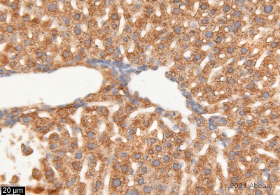 Immunohistochemistry (Formalin/PFA-fixed paraffin-embedded sections) - Anti-Fibrinogen antibody (AB34269), expandable thumbnail