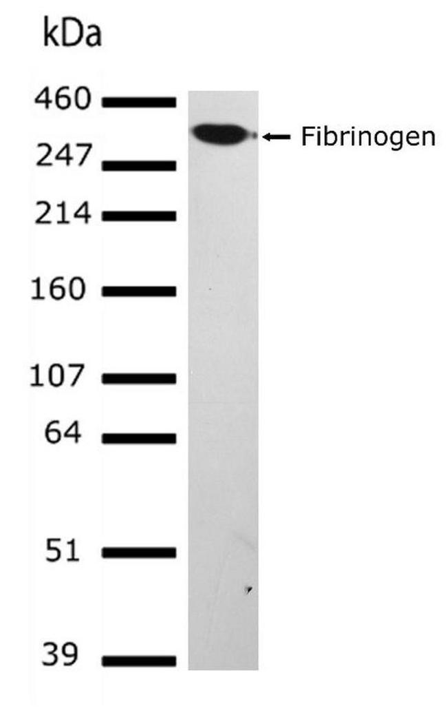 Western blot - Anti-Fibrinogen Antibody [RP23040077] (AB308109), expandable thumbnail