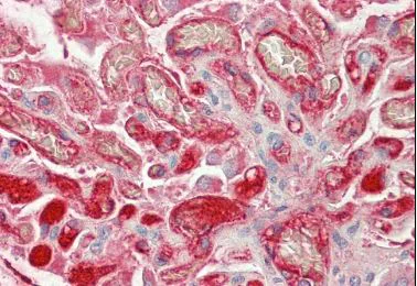 Immunohistochemistry (Formalin/PFA-fixed paraffin-embedded sections) - Anti-Fibrinogen beta chain antibody (AB219355)