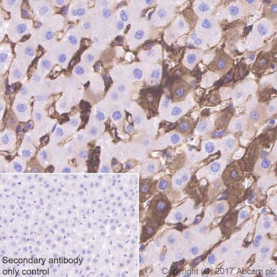 Immunohistochemistry (Formalin/PFA-fixed paraffin-embedded sections) - Anti-Fibrinogen beta chain antibody [EPR18145-84] (AB189490), expandable thumbnail