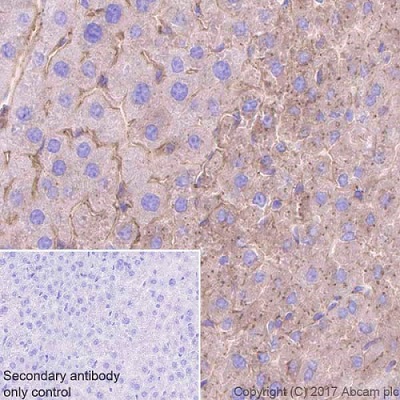 Immunohistochemistry (Formalin/PFA-fixed paraffin-embedded sections) - Anti-Fibrinogen beta chain antibody [EPR18145-84] (AB189490), expandable thumbnail