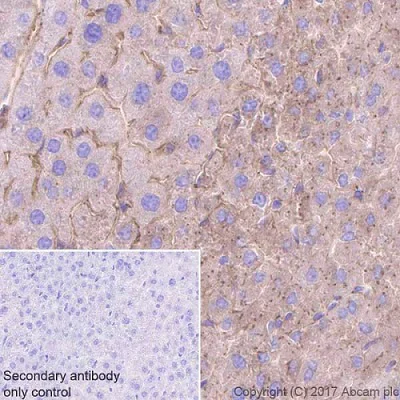 Immunohistochemistry (Formalin/PFA-fixed paraffin-embedded sections) - Anti-Fibrinogen beta chain antibody [EPR18145-84] (AB189490)