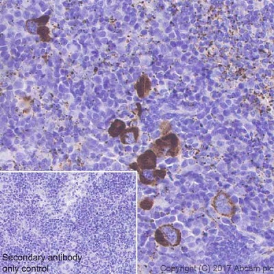 Immunohistochemistry (Formalin/PFA-fixed paraffin-embedded sections) - Anti-Fibrinogen beta chain antibody [EPR18145-84] (AB189490), expandable thumbnail