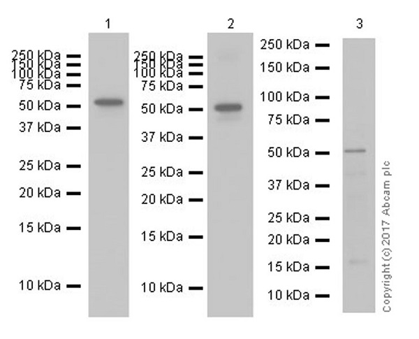 Western blot - Anti-Fibrinogen beta chain antibody [EPR18145-84] (AB189490), expandable thumbnail