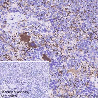 Immunohistochemistry (Formalin/PFA-fixed paraffin-embedded sections) - Anti-Fibrinogen beta chain antibody [EPR18145-84] - BSA and Azide free (AB227063)