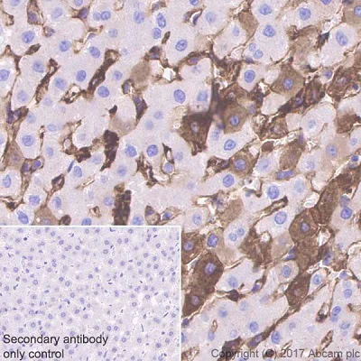 Immunohistochemistry (Formalin/PFA-fixed paraffin-embedded sections) - Anti-Fibrinogen beta chain antibody [EPR18145-84] - BSA and Azide free (AB227063)