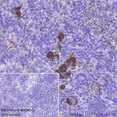 Immunohistochemistry (Formalin/PFA-fixed paraffin-embedded sections) - Anti-Fibrinogen beta chain antibody [EPR18145-84] - BSA and Azide free (AB227063)