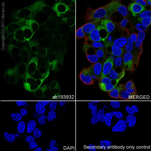 Immunocytochemistry/ Immunofluorescence - Anti-Fibrinogen beta chain antibody [EPR19765] - BSA and Azide free (AB251177)