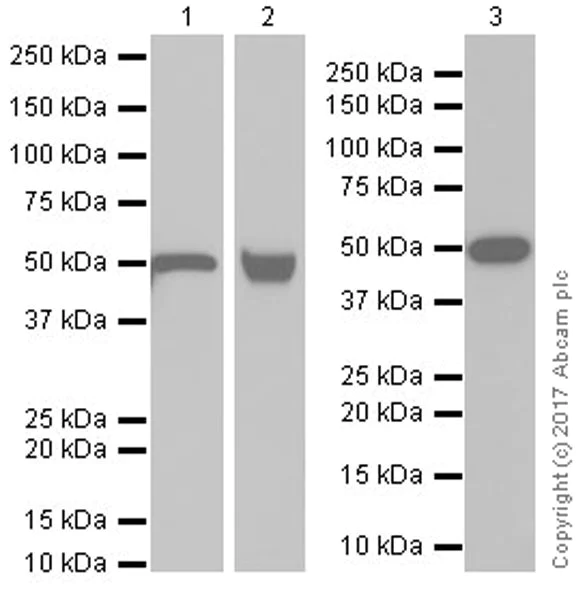 Western blot - Anti-Fibrinogen beta chain antibody [EPR19765] - BSA and Azide free (AB251177)