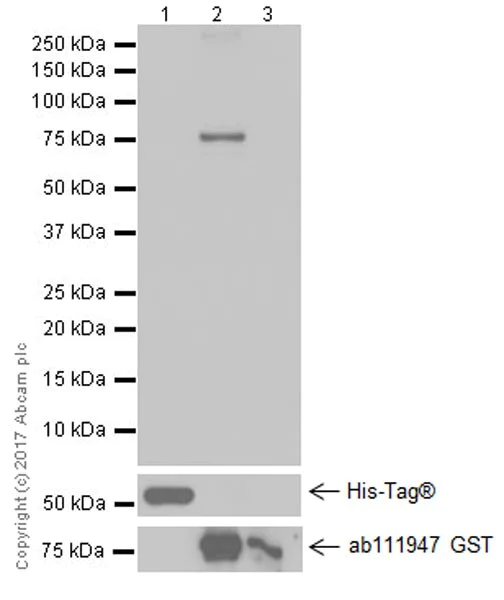 Western blot - Anti-Fibrinogen beta chain antibody [EPR19765] - BSA and Azide free (AB251177)