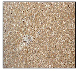 Immunohistochemistry (Formalin/PFA-fixed paraffin-embedded sections) - Anti-Fibrinogen beta chain antibody [EPR3082] - BSA and Azide free (AB247577)