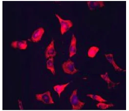 Immunocytochemistry/ Immunofluorescence - Anti-Fibrinogen beta chain antibody [EPR3083] - BSA and Azide free (AB248494)