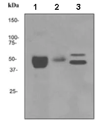 Western blot - Anti-Fibrinogen beta chain antibody [EPR3083] - BSA and Azide free (AB248494)