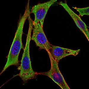 Immunocytochemistry/ Immunofluorescence - Anti-Fibrinogen gamma chain antibody [5A6] (AB119948)