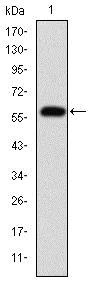 Western blot - Anti-Fibrinogen gamma chain antibody [5A6] (AB119948)
