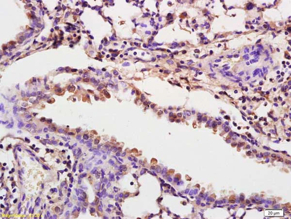 Immunohistochemistry (Formalin/PFA-fixed paraffin-embedded sections) - Anti-Fibrinogen gamma chain antibody (AB217783)