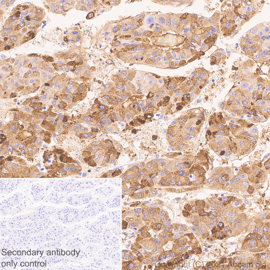 Immunohistochemistry (Formalin/PFA-fixed paraffin-embedded sections) - Anti-Fibrinogen gamma chain antibody [EP24539-127] (ab281924), expandable thumbnail