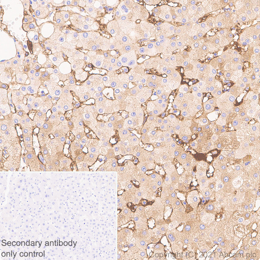 Immunohistochemistry (Formalin/PFA-fixed paraffin-embedded sections) - Anti-Fibrinogen gamma chain antibody [EP24539-127] (AB281924), expandable thumbnail