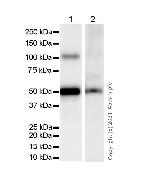 Western blot - Anti-Fibrinogen gamma chain antibody [EP24539-127] (AB281924), expandable thumbnail