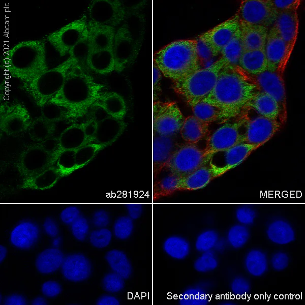 Immunocytochemistry/ Immunofluorescence - Anti-Fibrinogen gamma chain antibody [EP24539-127] - BSA and Azide free (AB281944)