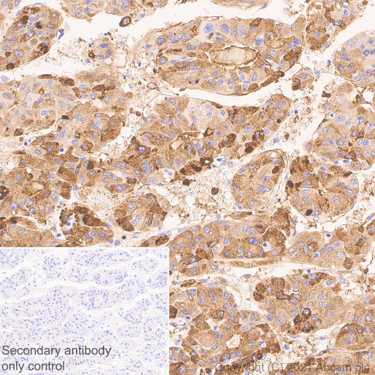Immunohistochemistry (Formalin/PFA-fixed paraffin-embedded sections) - Anti-Fibrinogen gamma chain antibody [EP24539-127] - BSA and Azide free (AB281944)
