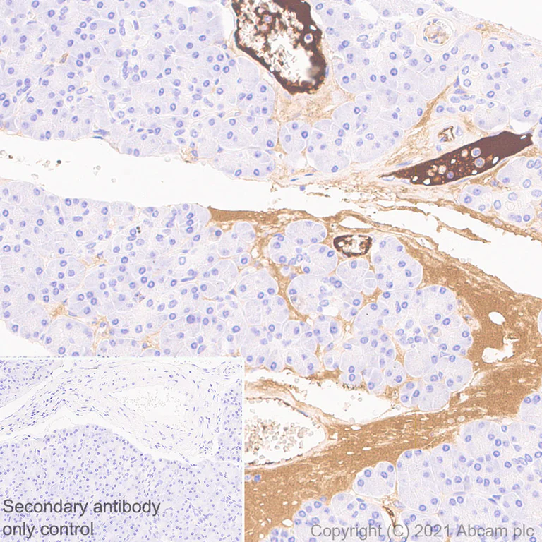 Immunohistochemistry (Formalin/PFA-fixed paraffin-embedded sections) - Anti-Fibrinogen gamma chain antibody [EP24539-127] - BSA and Azide free (AB281944)