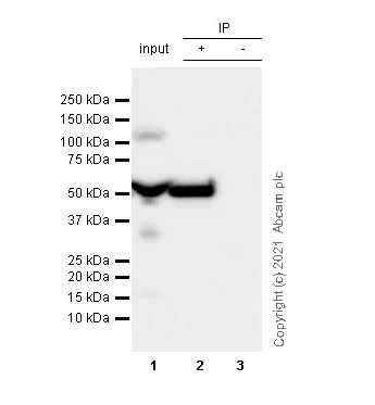 Immunoprecipitation - Anti-Fibrinogen gamma chain antibody [EP24539-127] - BSA and Azide free (AB281944)