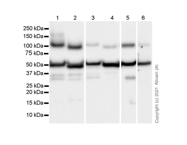 Western blot - Anti-Fibrinogen gamma chain antibody [EP24539-127] - BSA and Azide free (AB281944)