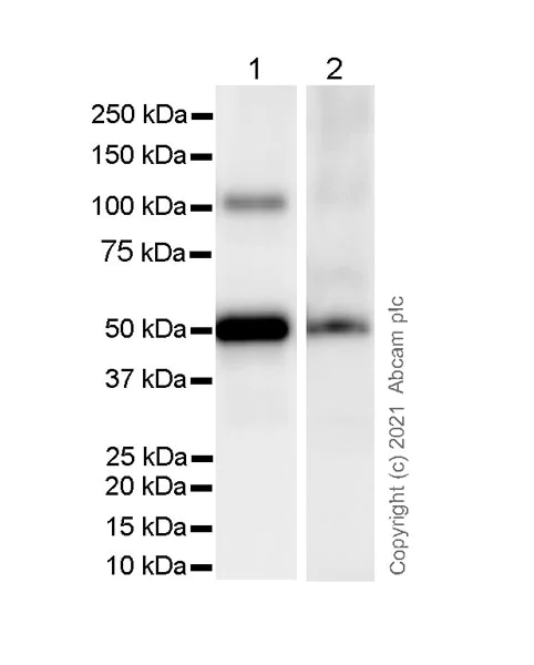 Western blot - Anti-Fibrinogen gamma chain antibody [EP24539-127] - BSA and Azide free (AB281944)
