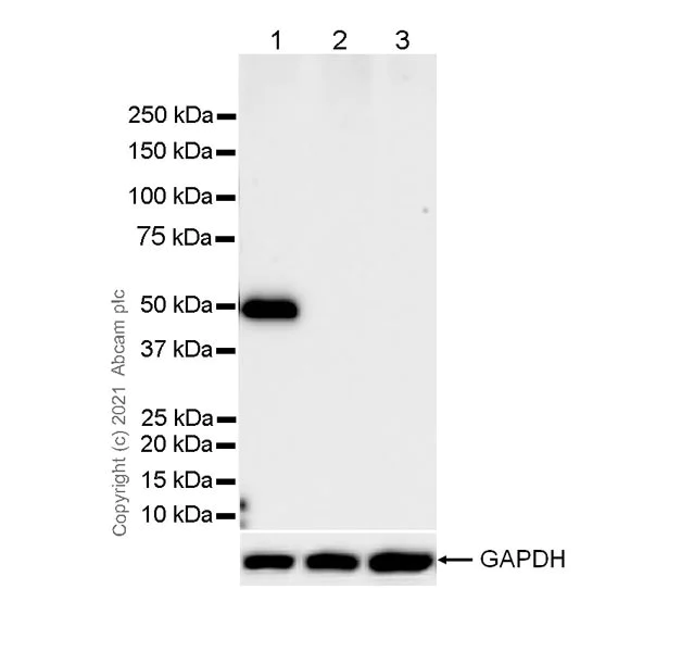 Western blot - Anti-Fibrinogen gamma chain antibody [EP24539-127] - BSA and Azide free (AB281944)