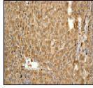 Immunohistochemistry (Formalin/PFA-fixed paraffin-embedded sections) - Anti-Fibrinogen gamma chain antibody [EPR3084] - BSA and Azide free (AB247564), expandable thumbnail