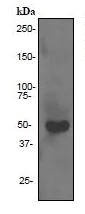 Western blot - Anti-Fibrinogen gamma chain antibody [EPR3084] - BSA and Azide free (AB247564)