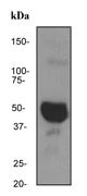Western blot - Anti-Fibrinogen gamma chain antibody [EPR3085] - BSA and Azide free (AB248485)