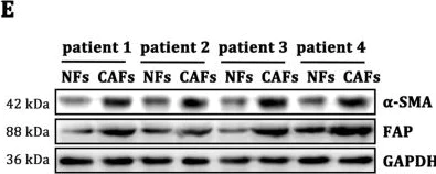 Western blot - Anti-Fibroblast activation protein, alpha antibody (AB28244)