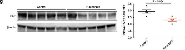Western blot - Anti-Fibroblast activation protein, alpha antibody (AB28244)