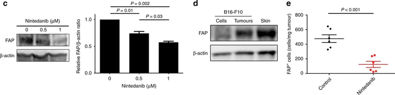 Western blot - Anti-Fibroblast activation protein, alpha antibody (AB28244)